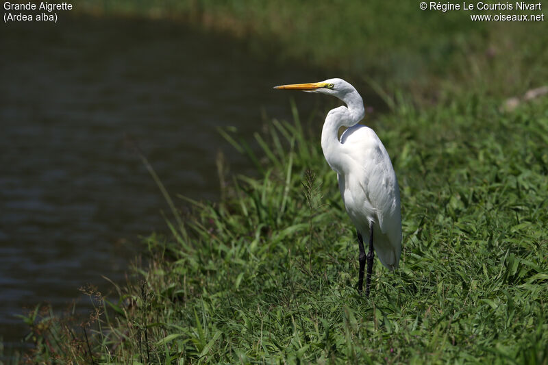 Grande Aigrette