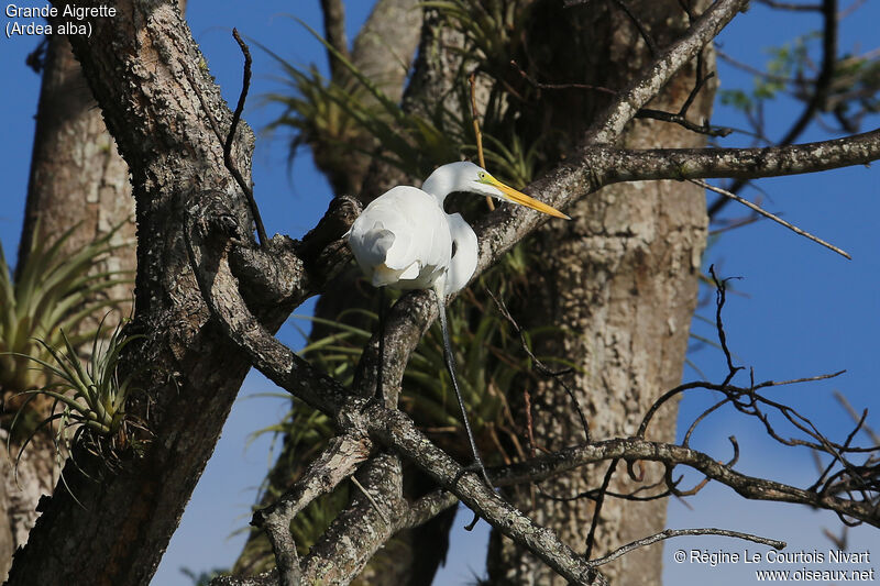 Great Egret