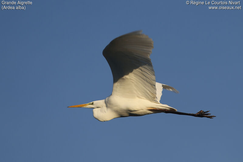 Grande Aigrette