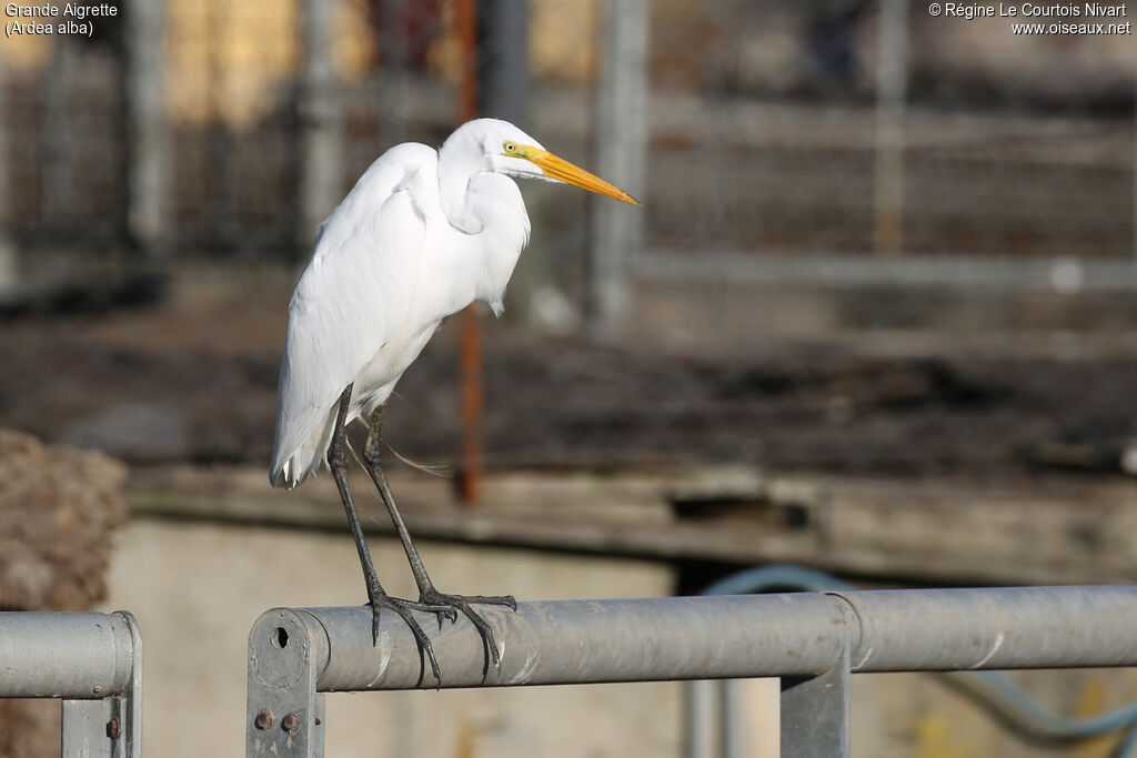 Grande Aigrette