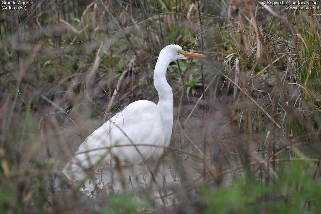 Grande Aigrette