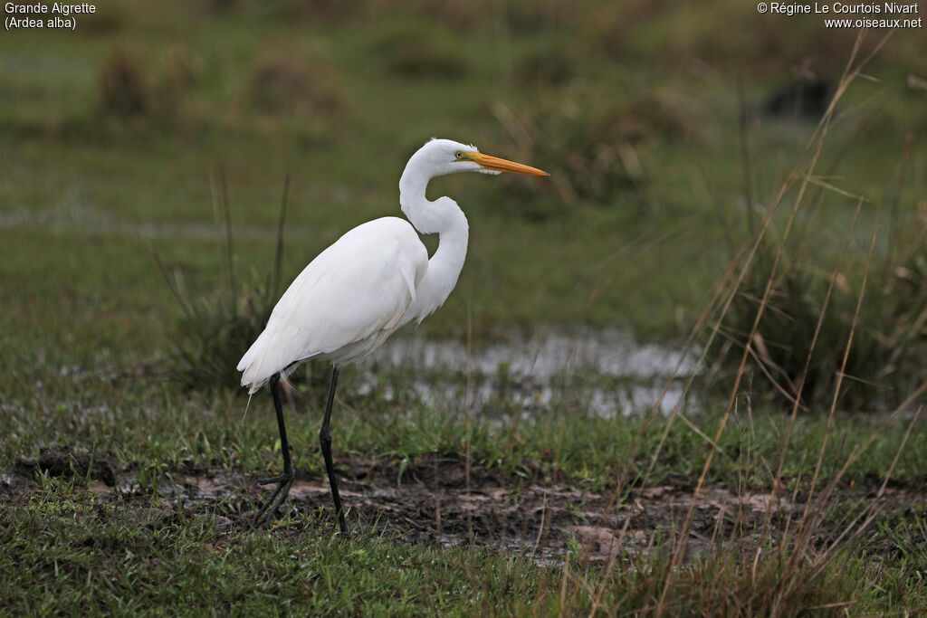 Grande Aigrette