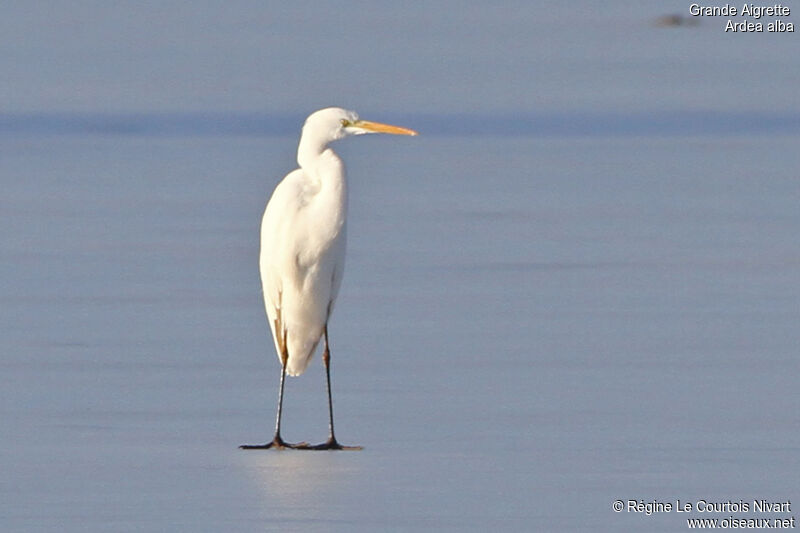 Grande Aigrette