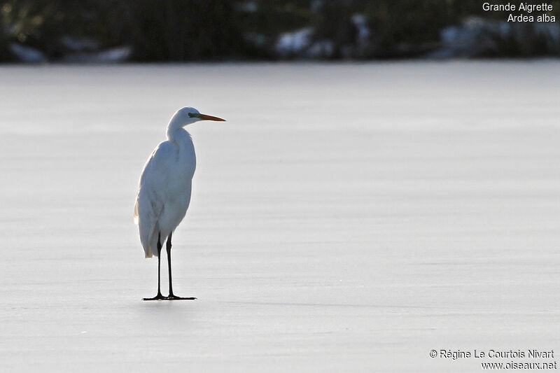 Great Egret