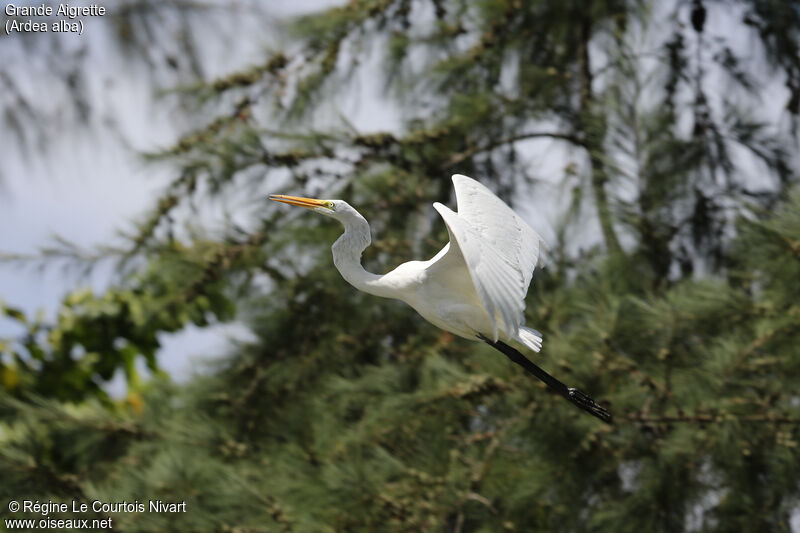 Grande Aigrette