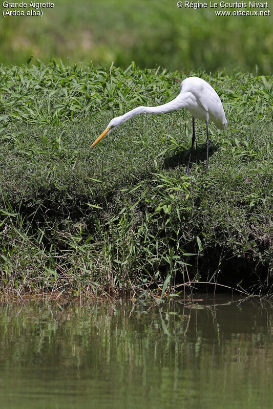 Grande Aigrette