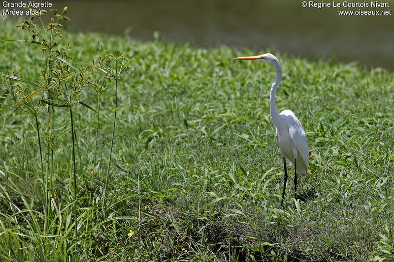 Great Egret