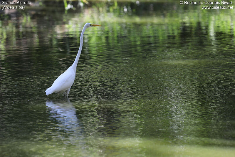 Grande Aigrette