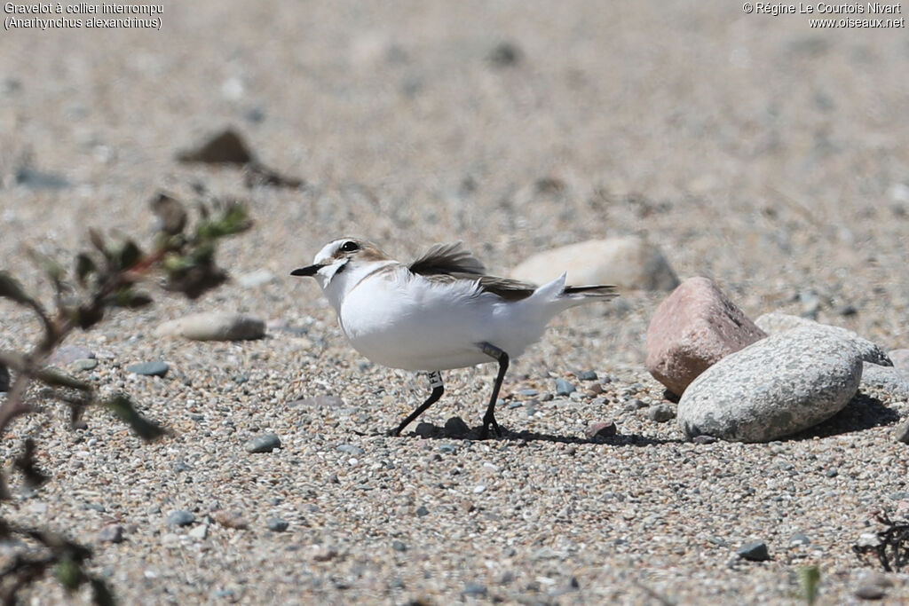 Kentish Plover