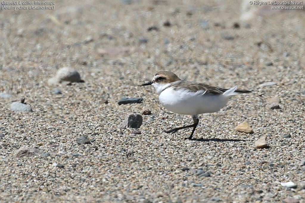 Kentish Plover