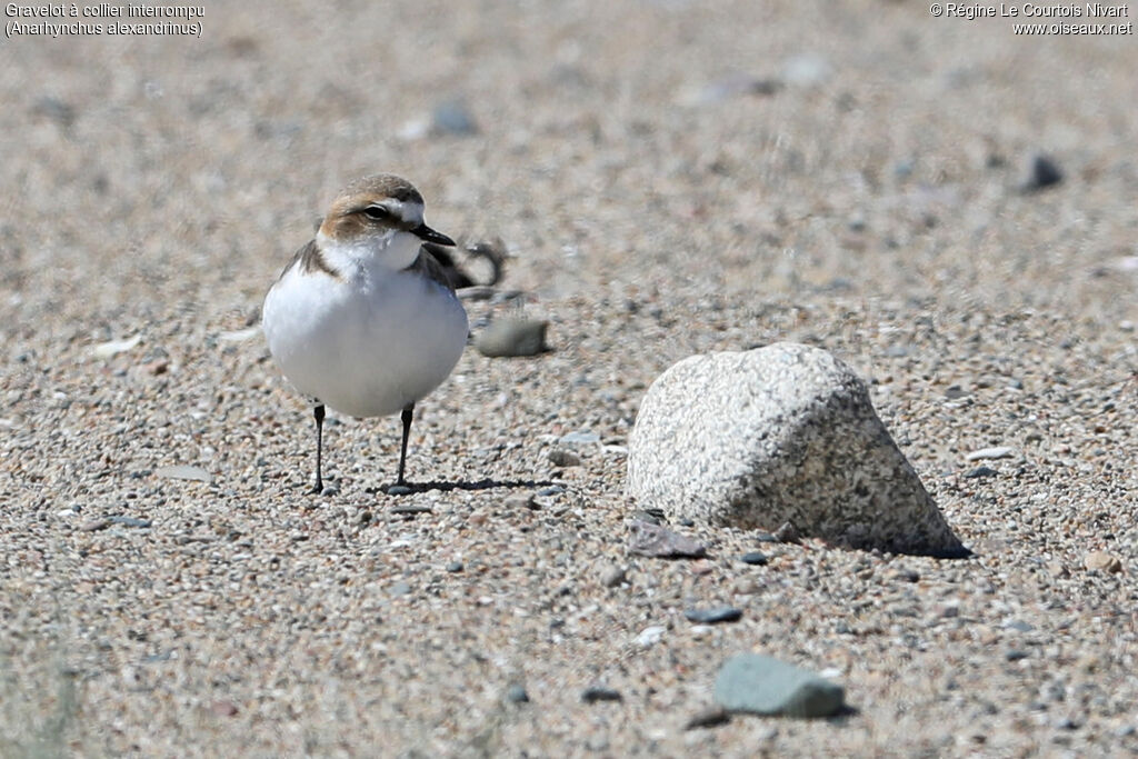 Kentish Plover