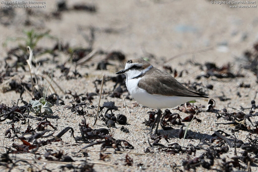 Kentish Plover