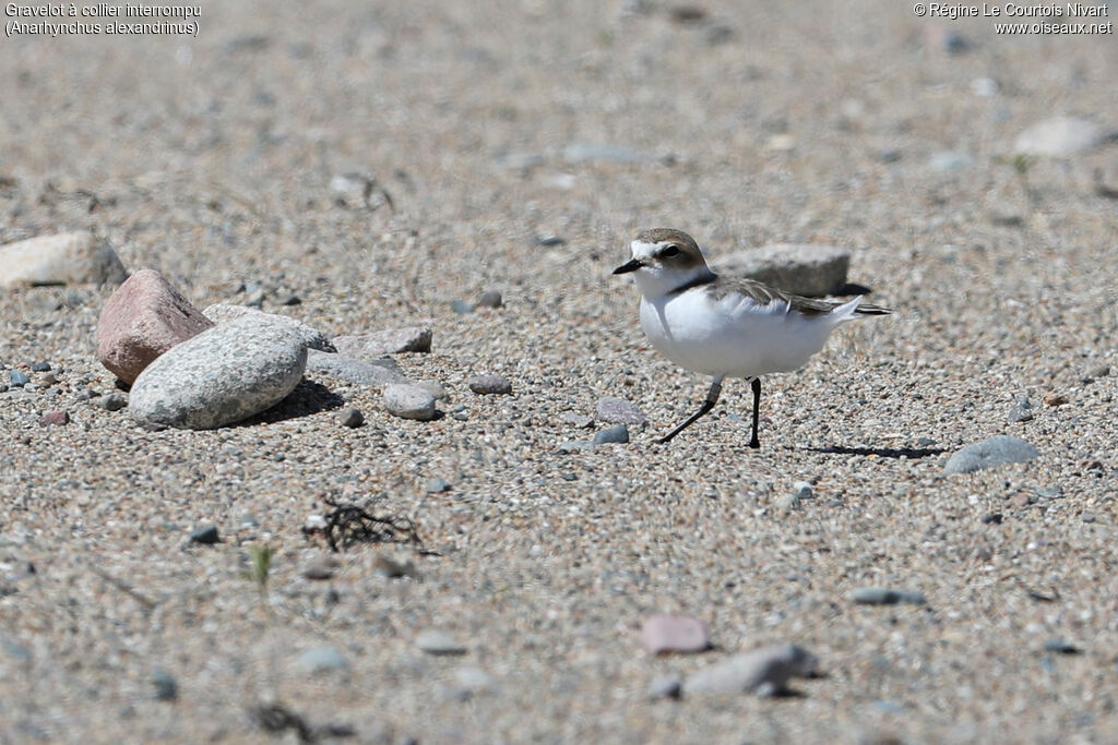 Kentish Plover