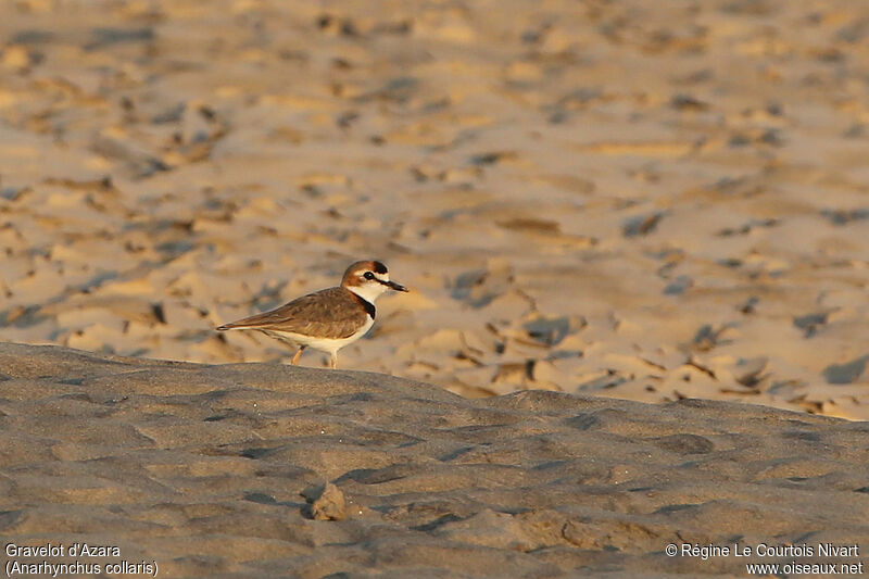 Collared Plover