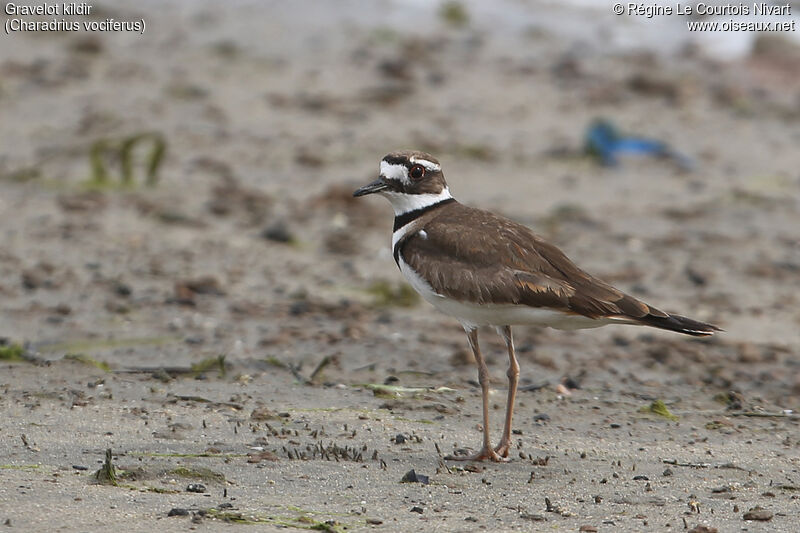 Killdeer