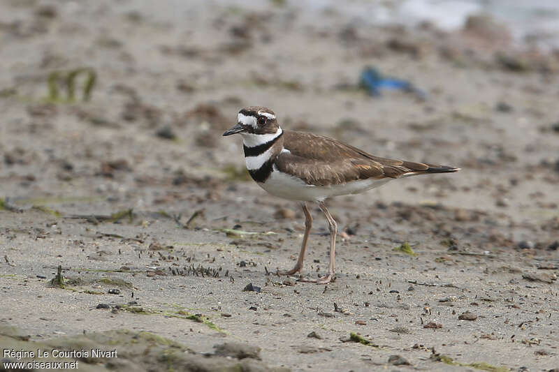 Killdeer male adult, identification