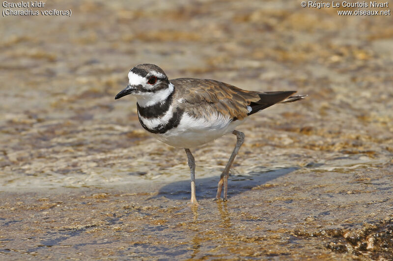 Killdeer