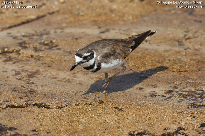 Killdeer