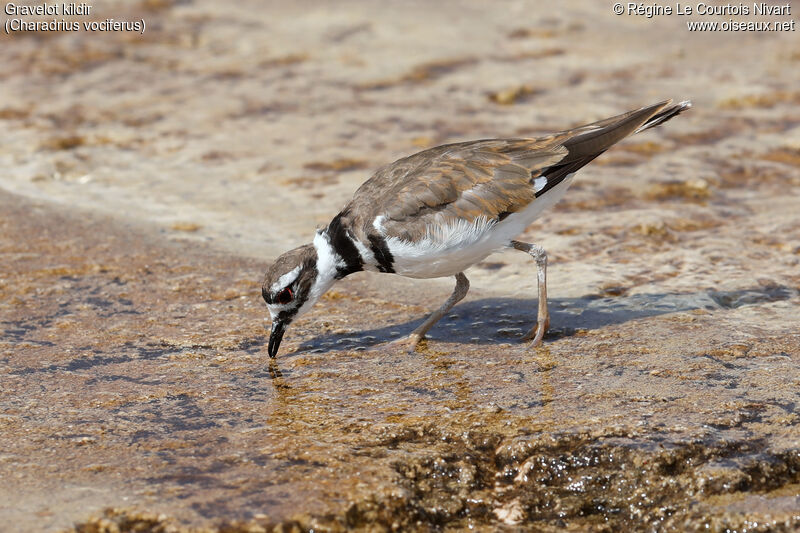 Killdeer