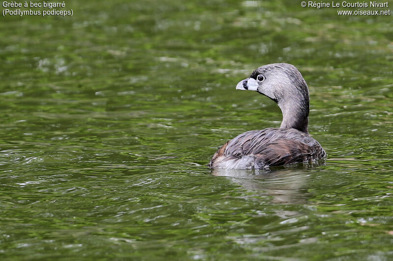 Pied-billed Grebe