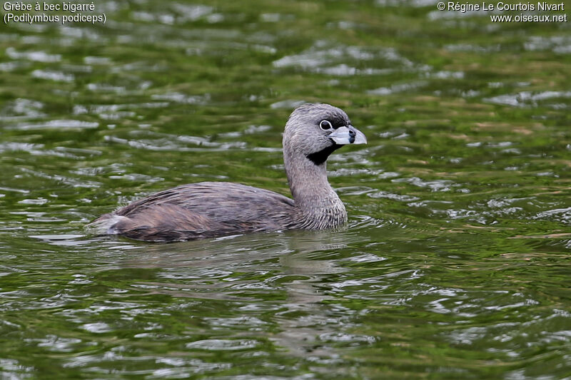 Pied-billed Grebe