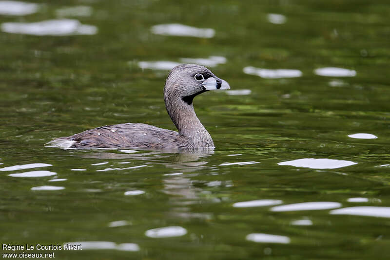 Pied-billed Grebeadult, identification