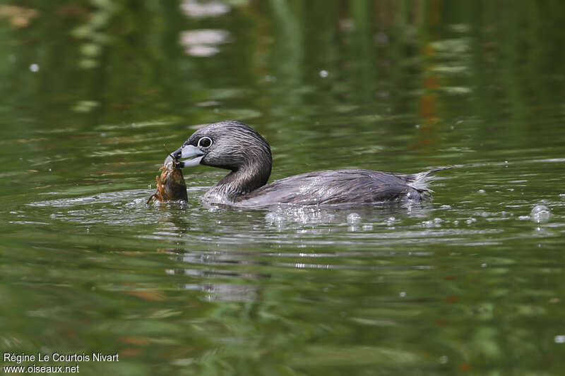 Grèbe à bec bigarréadulte, régime, pêche/chasse