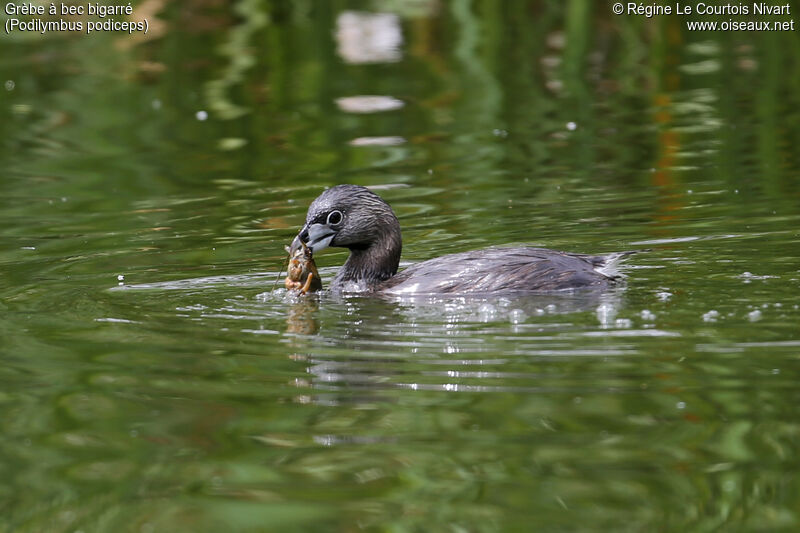 Pied-billed Grebe