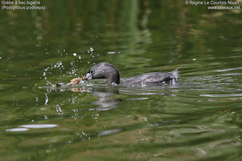 Pied-billed Grebe