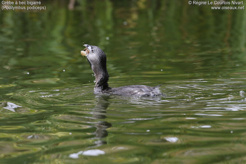 Pied-billed Grebe