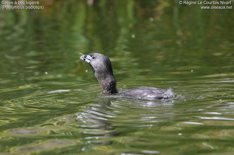 Pied-billed Grebe