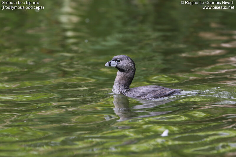 Pied-billed Grebe