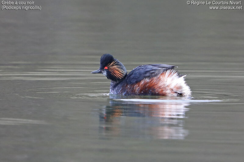 Black-necked Grebeadult breeding