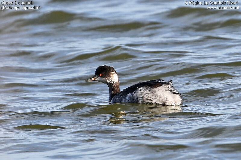 Black-necked Grebe