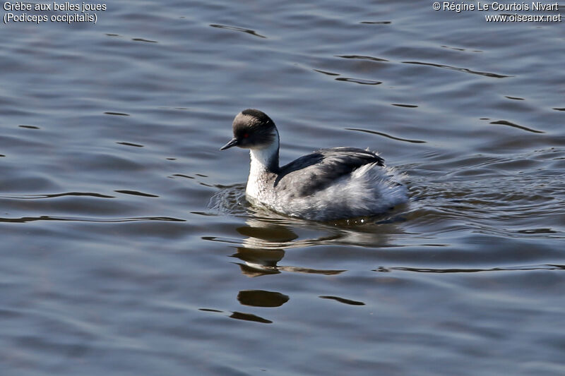 Silvery Grebe