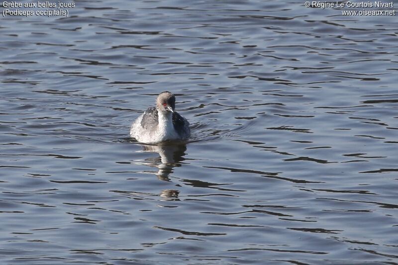 Silvery Grebe