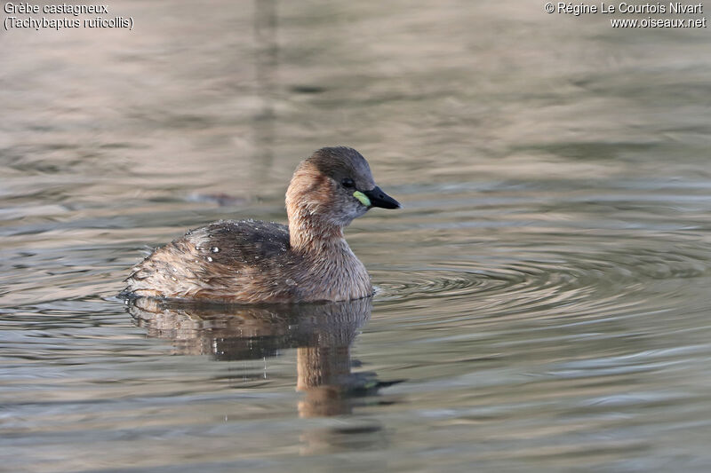 Little Grebe