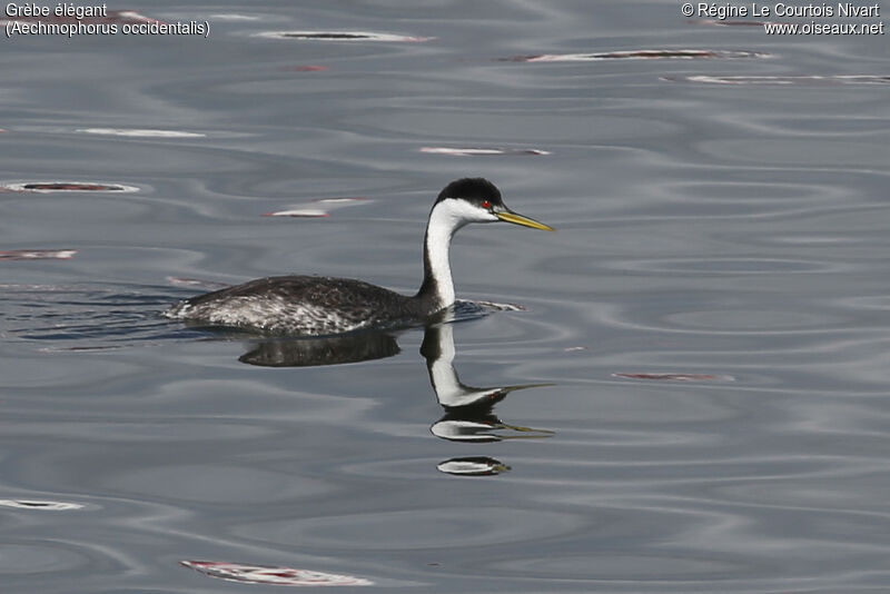 Western Grebe