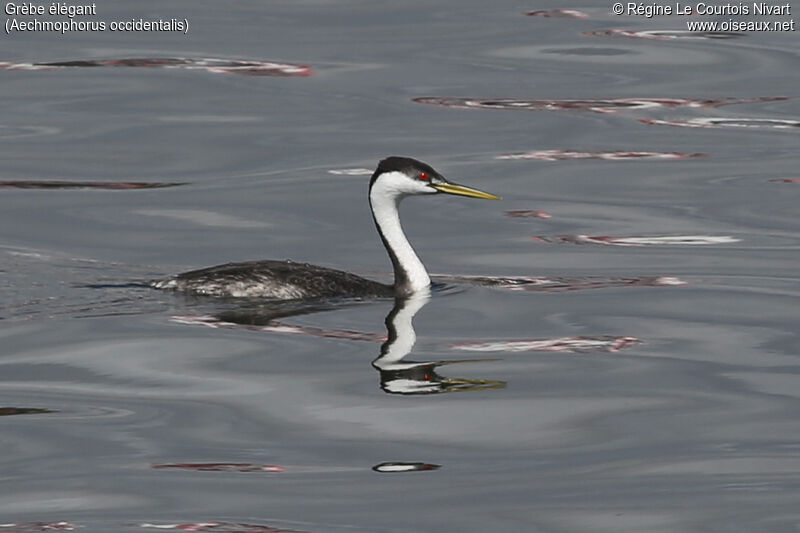 Western Grebe