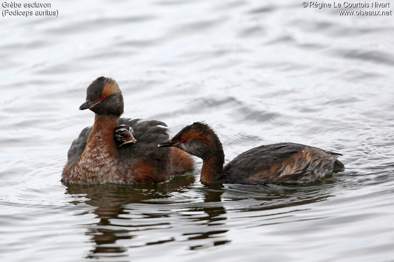 Horned Grebe