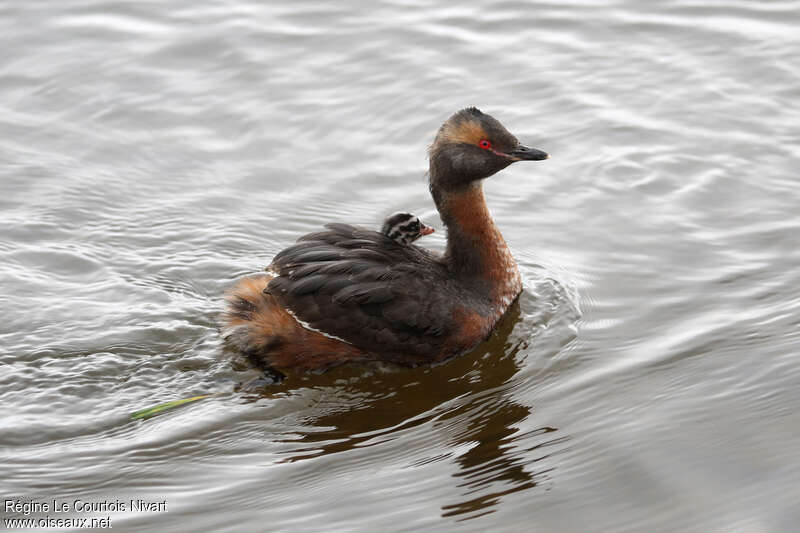 Horned Grebe, Behaviour