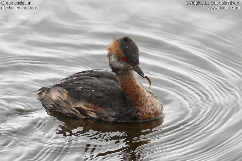 Horned Grebe