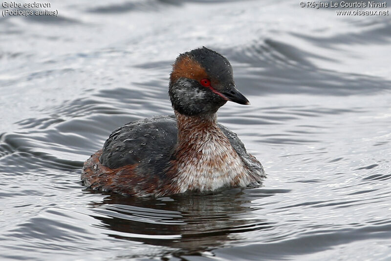 Horned Grebe