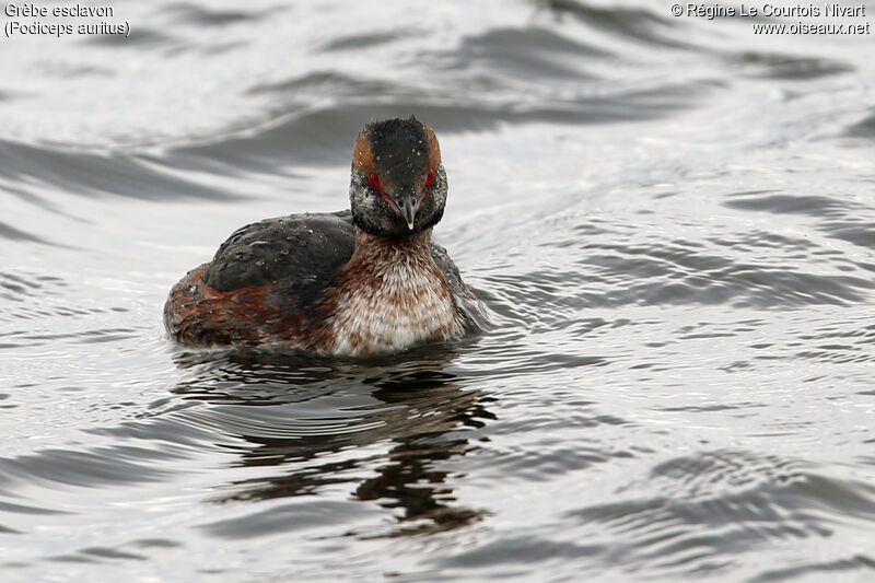 Horned Grebe