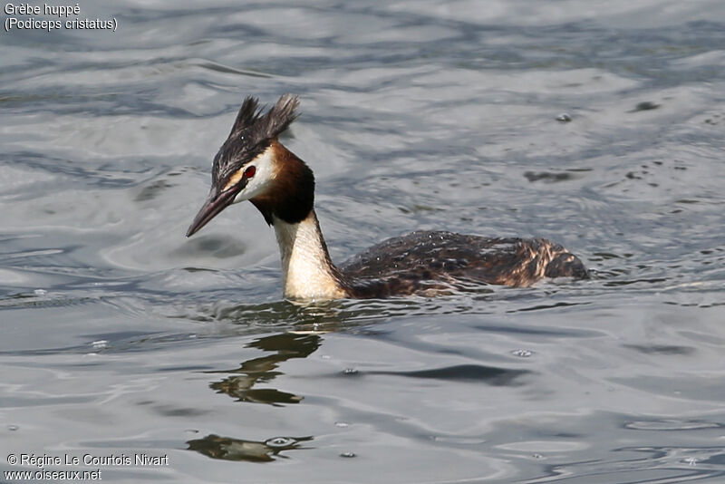 Great Crested Grebeadult