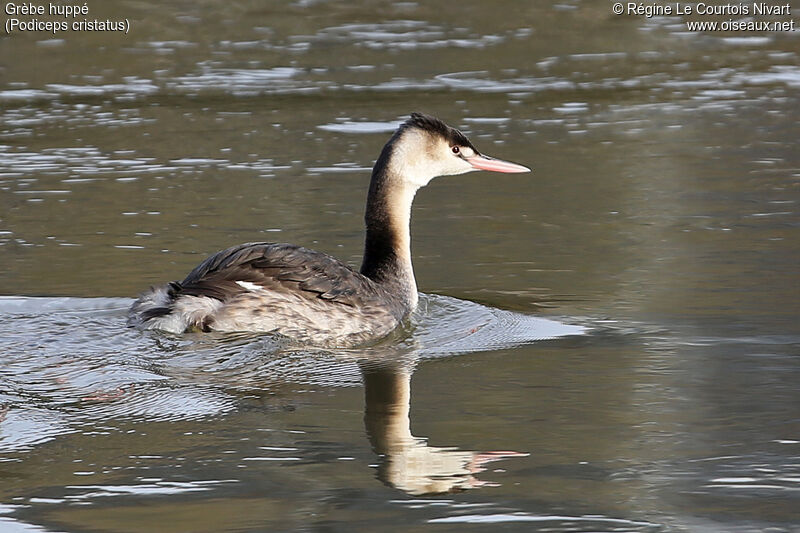 Great Crested Grebe