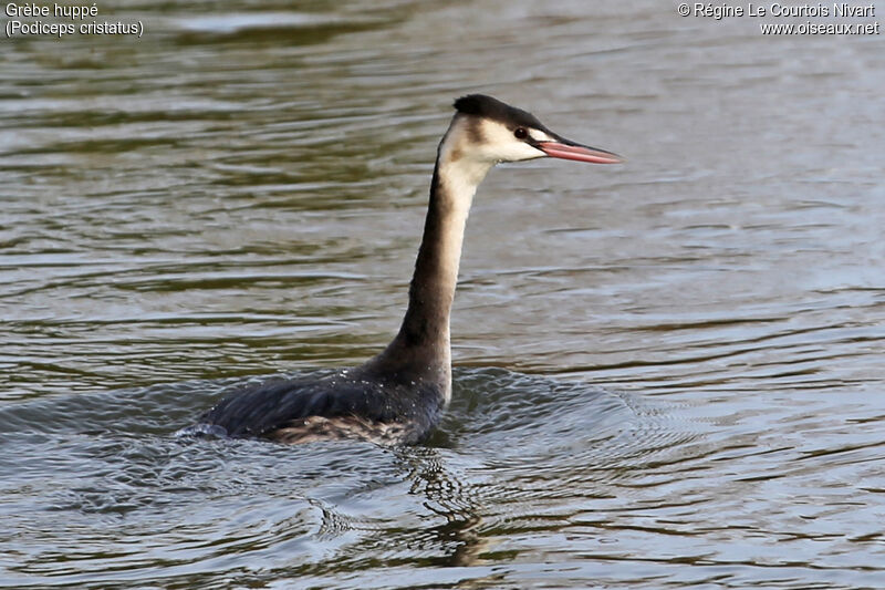 Great Crested Grebe