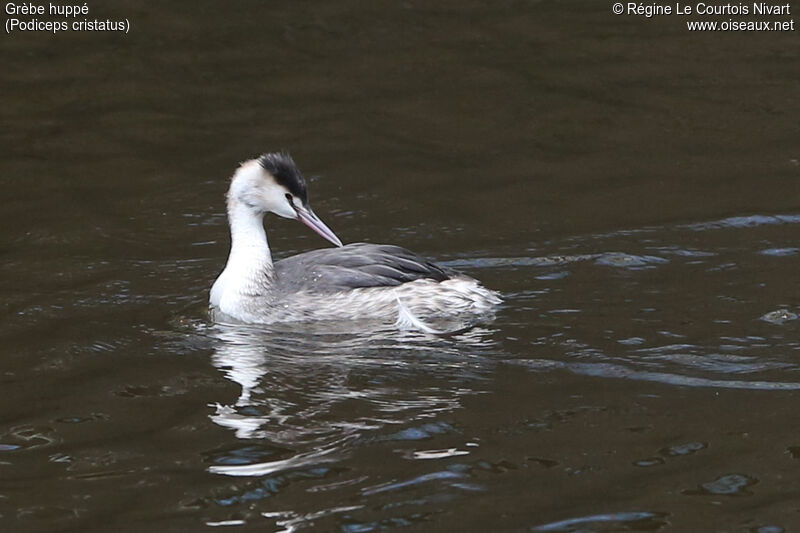 Great Crested Grebe