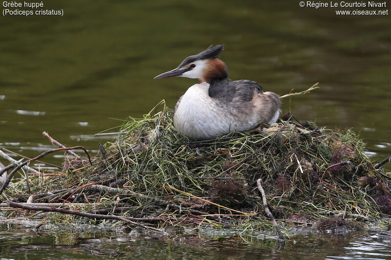 Great Crested Grebe