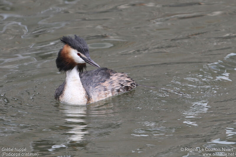 Great Crested Grebe